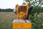 A beekeeper, a woman in a protective suit against bee stings, holds a frame with honey from a bee hive in her hands. Beekeeping, care of the hive