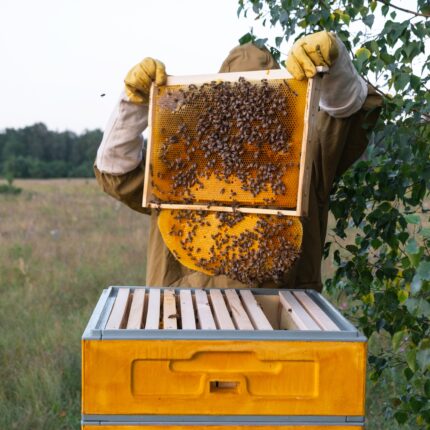 A beekeeper, a woman in a protective suit against bee stings, holds a frame with honey from a bee hive in her hands. Beekeeping, care of the hive