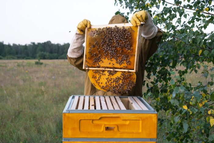A beekeeper, a woman in a protective suit against bee stings, holds a frame with honey from a bee hive in her hands. Beekeeping, care of the hive