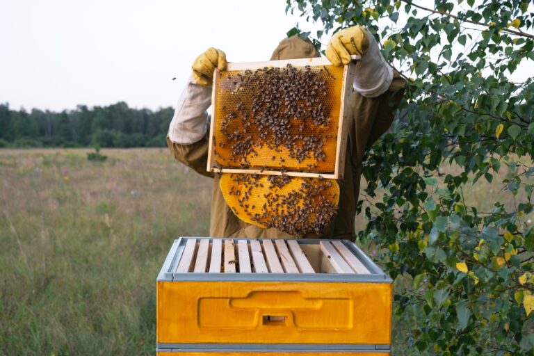 A beekeeper, a woman in a protective suit against bee stings, holds a frame with honey from a bee hive in her hands. Beekeeping, care of the hive