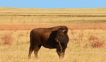 young american bison grazing in the grass in winter on a sunny day along the wildlife drive at the rocky mountain arsenal wildlife refuge in commerce city, near denver, colorado