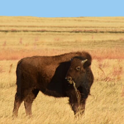 young american bison grazing in the grass in winter on a sunny day along the wildlife drive at the rocky mountain arsenal wildlife refuge in commerce city, near denver, colorado