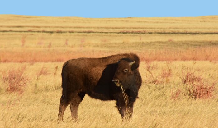 young american bison grazing in the grass in winter on a sunny day along the wildlife drive at the rocky mountain arsenal wildlife refuge in commerce city, near denver, colorado