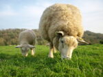 Ewe and Lamb Graze on Green Farmland