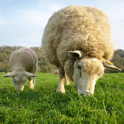 Ewe and Lamb Graze on Green Farmland