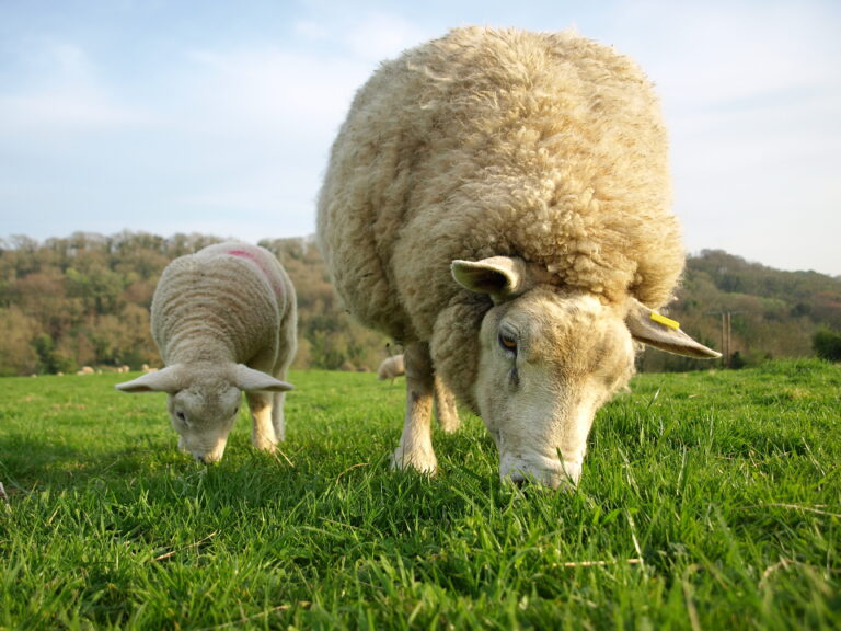 Ewe and Lamb Graze on Green Farmland