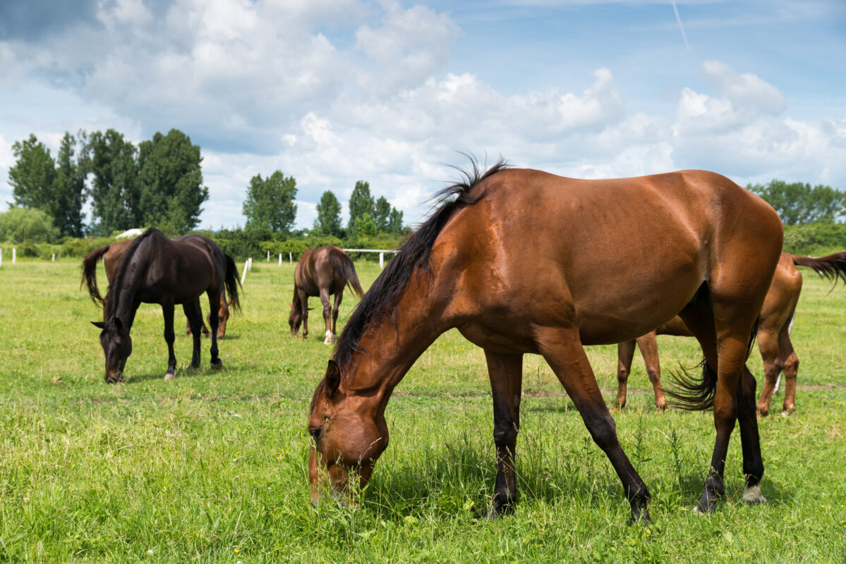 horses on the farm