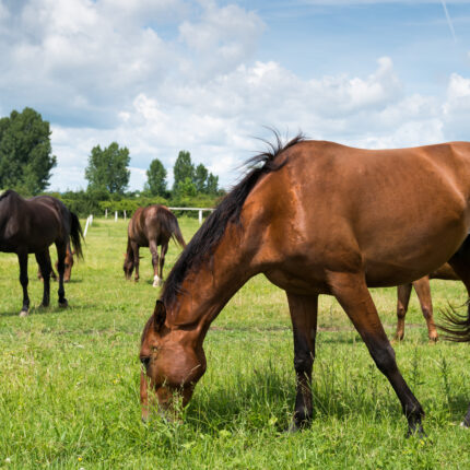 horses on the farm