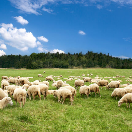 A lot sheep on the beautiful green meadow