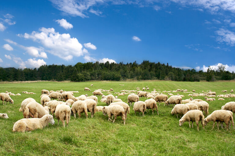 A lot sheep on the beautiful green meadow