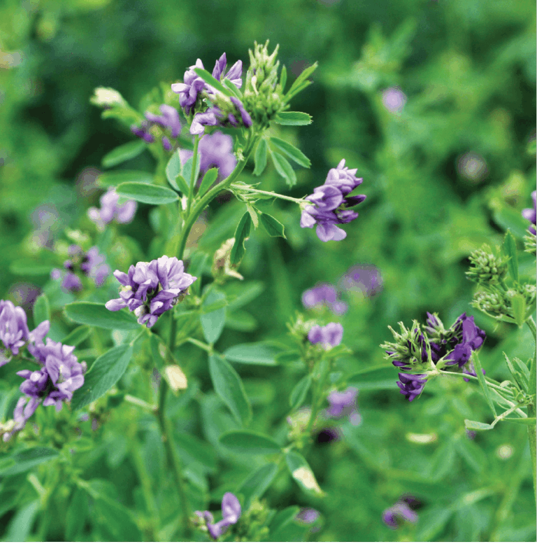 Alfalfa Seed
