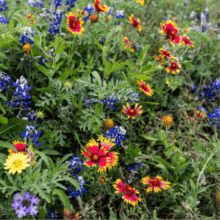 Annual Wildflower Mix