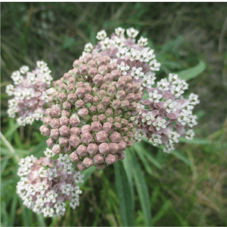 Narrowleaf Milkweed