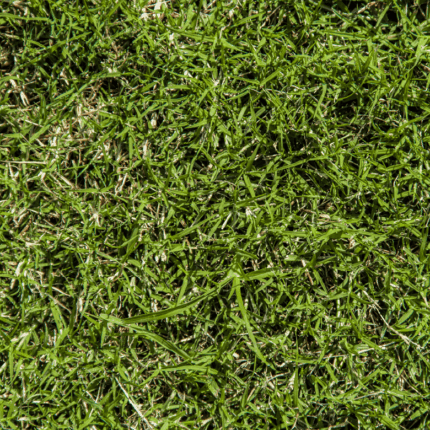 Triblade Elite Bermudagrass Lawn Mix