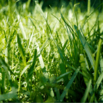 Bermudagrass
