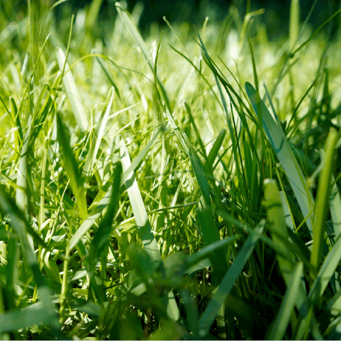 Bermudagrass