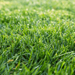 Lawn Seed Planting Guide