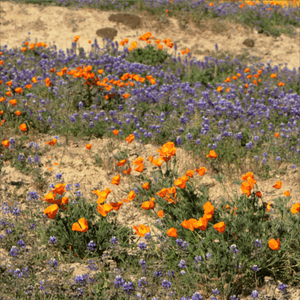 California Native Wildflower Mix