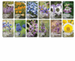 List of flowers that belong to california coastal wildflower mix