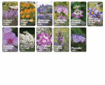 List of flowers that belong to california native wildflower mix