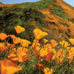 a field of orange flowers