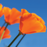 close up of orange flowers
