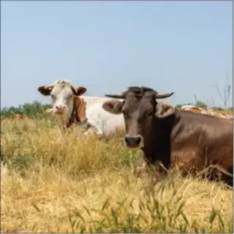 Two cows in a grassy field.