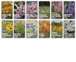 List of flowers that belong to deer resistant wildflower mix