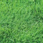 close-up of a green grass