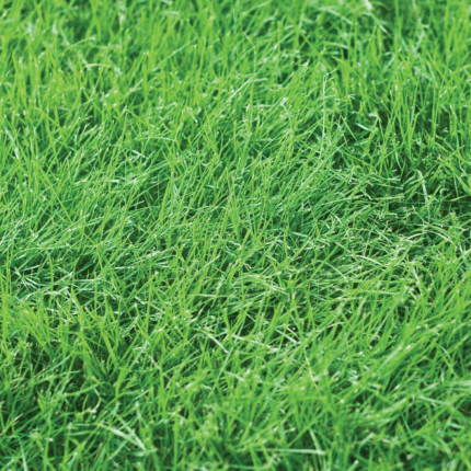 close-up of a green grass
