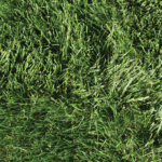 a close up of grass