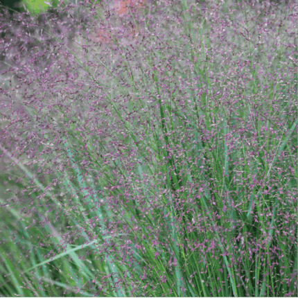Switchgrass