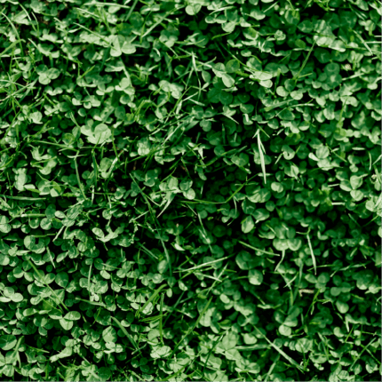 Micro Clover Seed
