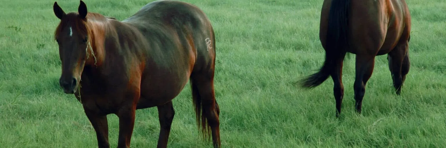 Pasture Seed Planting Guide