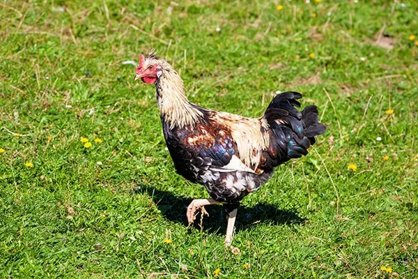 Pastured Poultry: What Kind of Forages Should Your Chickens Be Grazing On?