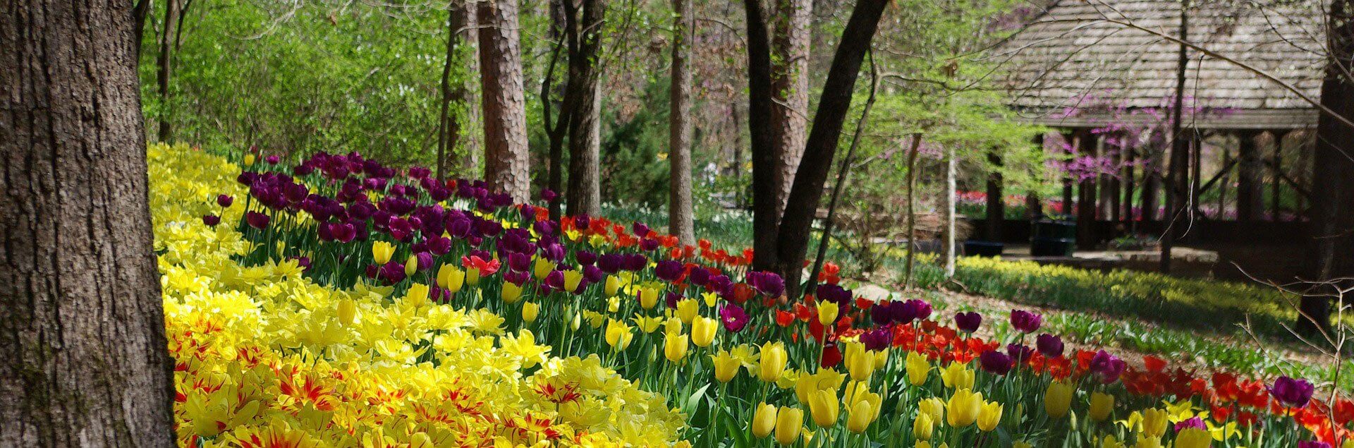 a field of colorful flowers