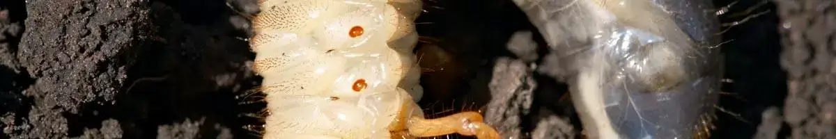 a close up of a bug