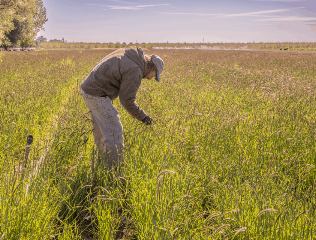 a man in a field