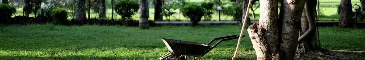 a wheelbarrow in a yard