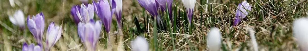a purple flower in grass