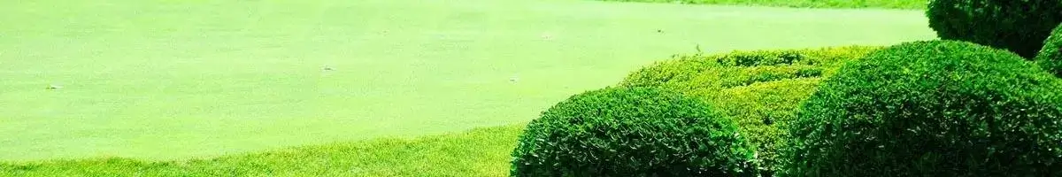 a green lawn with a hedge
