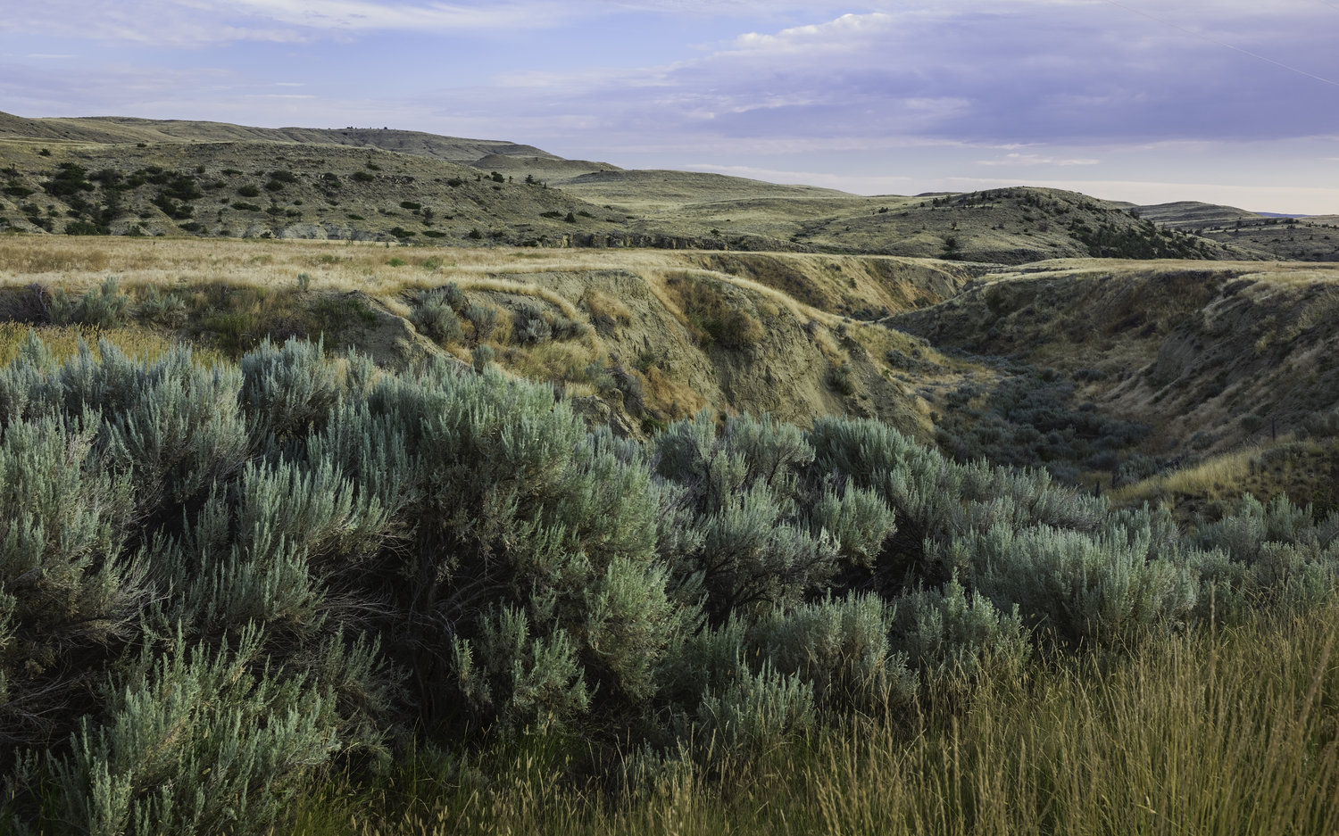 Best Drought-Tolerant Pasture Seed (2026)