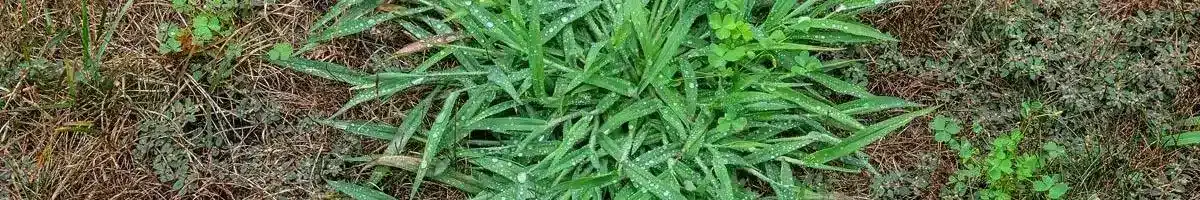 a close-up of some grass