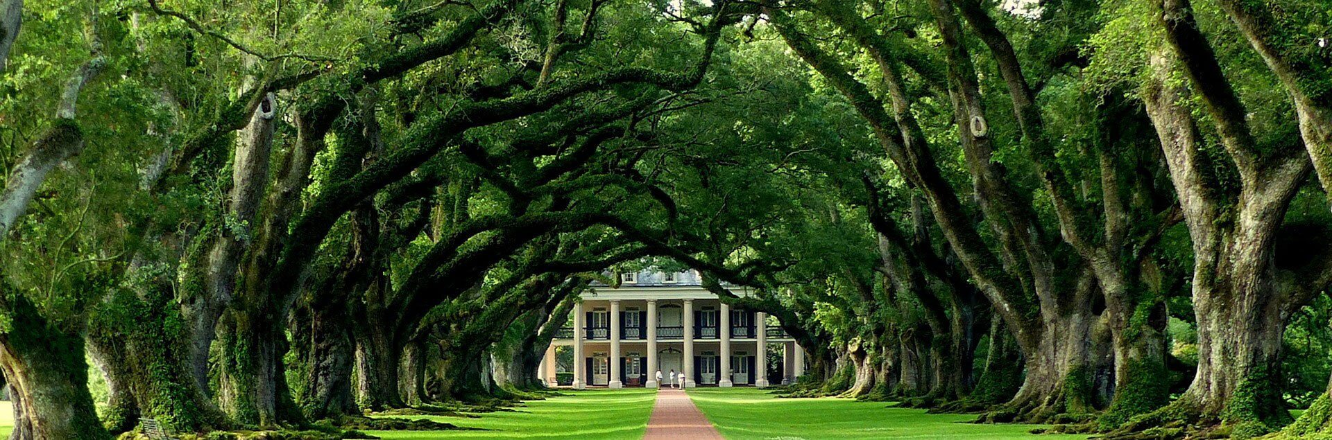 a large tree lined walkway between two large trees