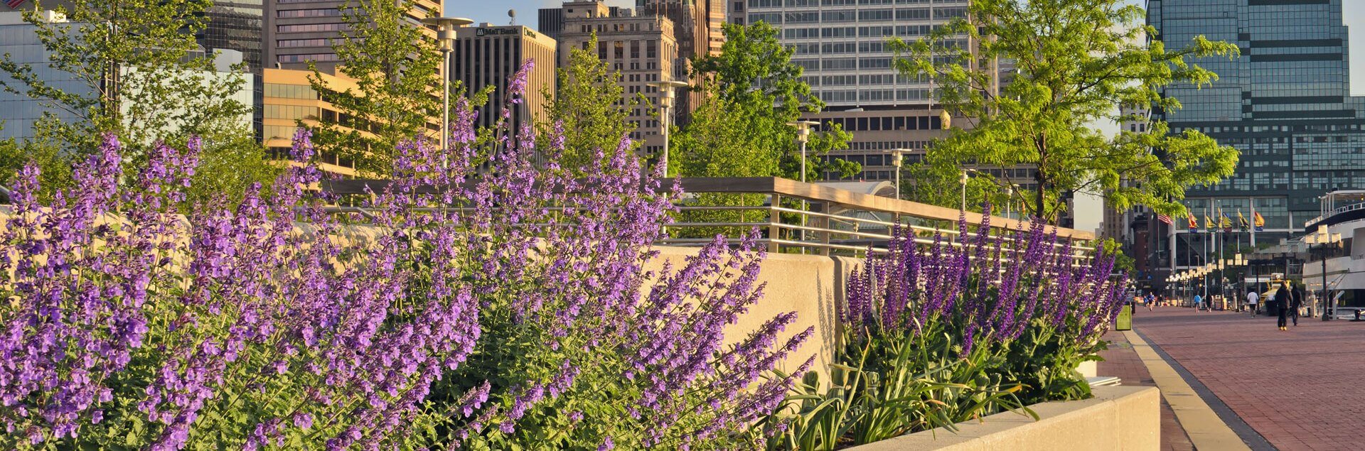 a purple flowers next to a bridge