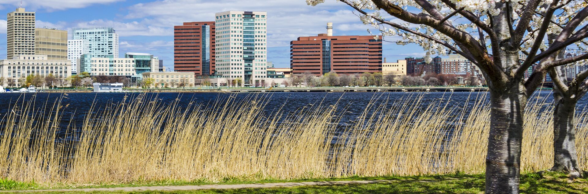 a tall grass next to a body of water
