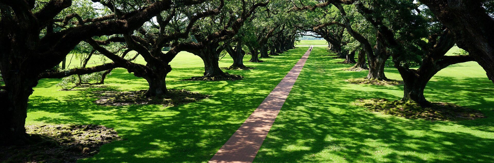 a path with trees on the side