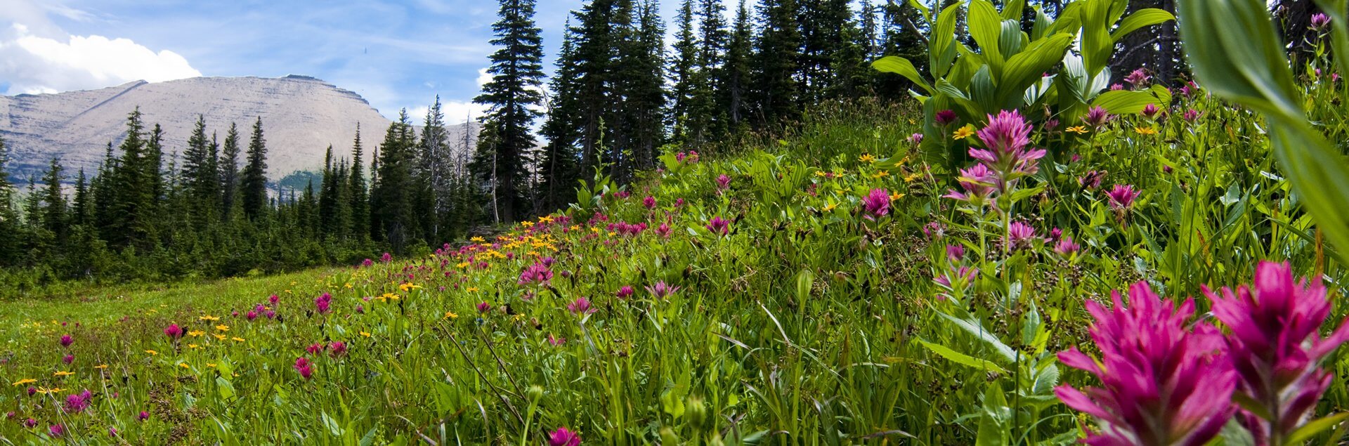 a field of flowers and trees