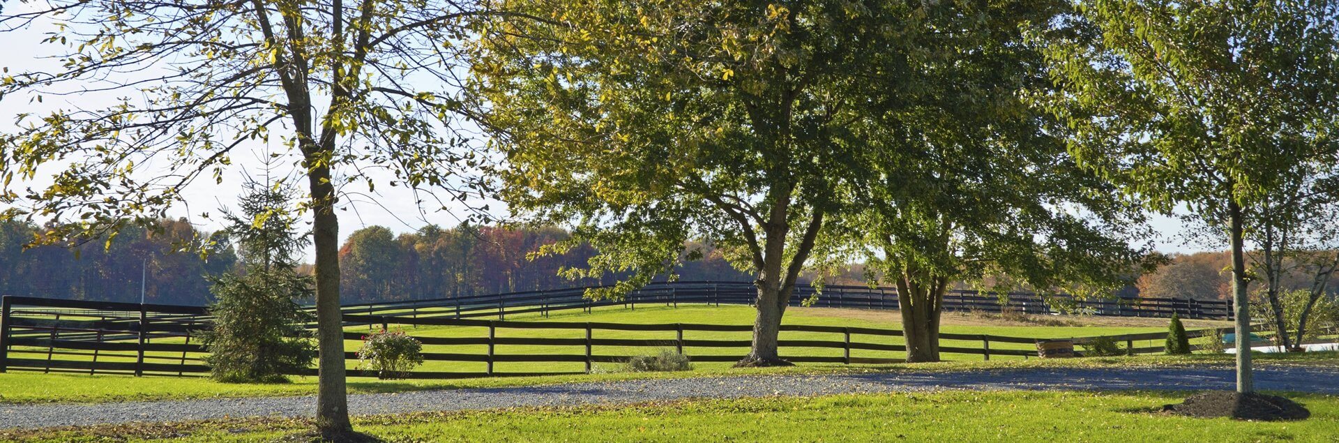 a tree in a field