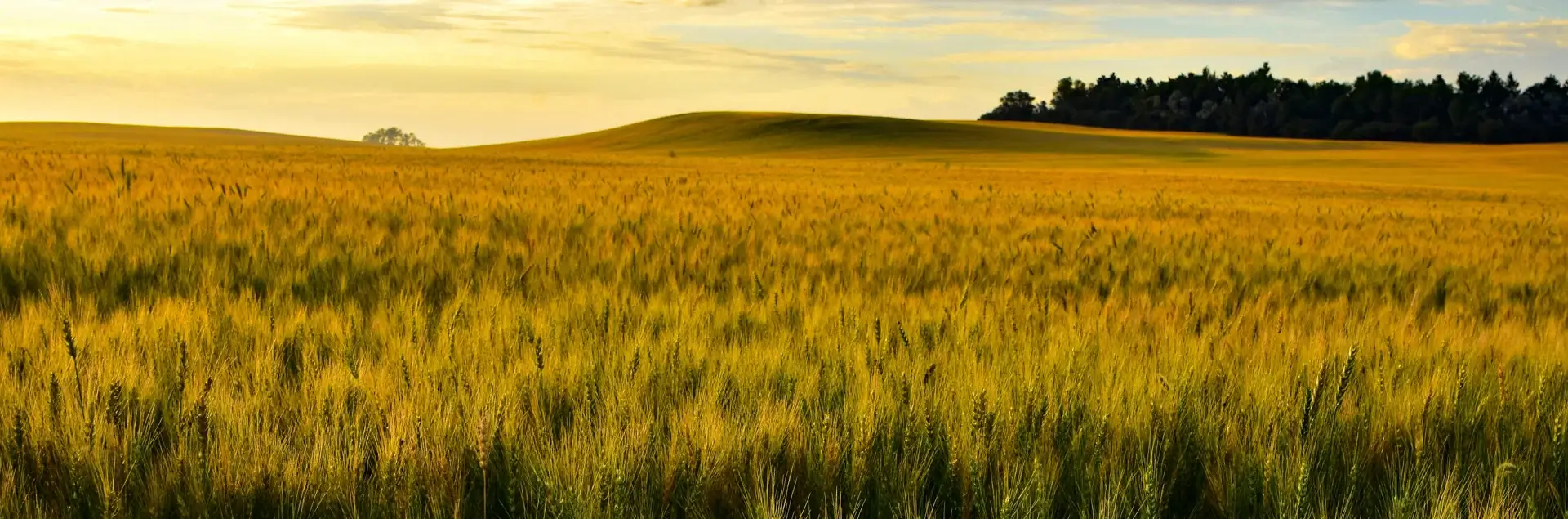 a field of wheat with a hill in the background